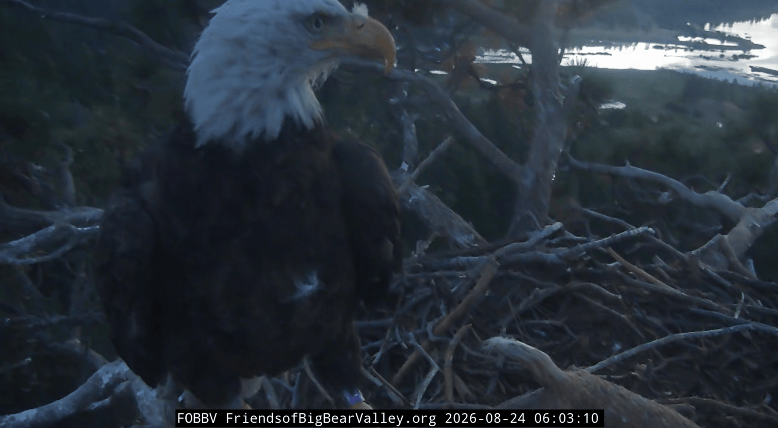 an eagle with a purple band on her leg stands on a nest as the sun rises over a lake