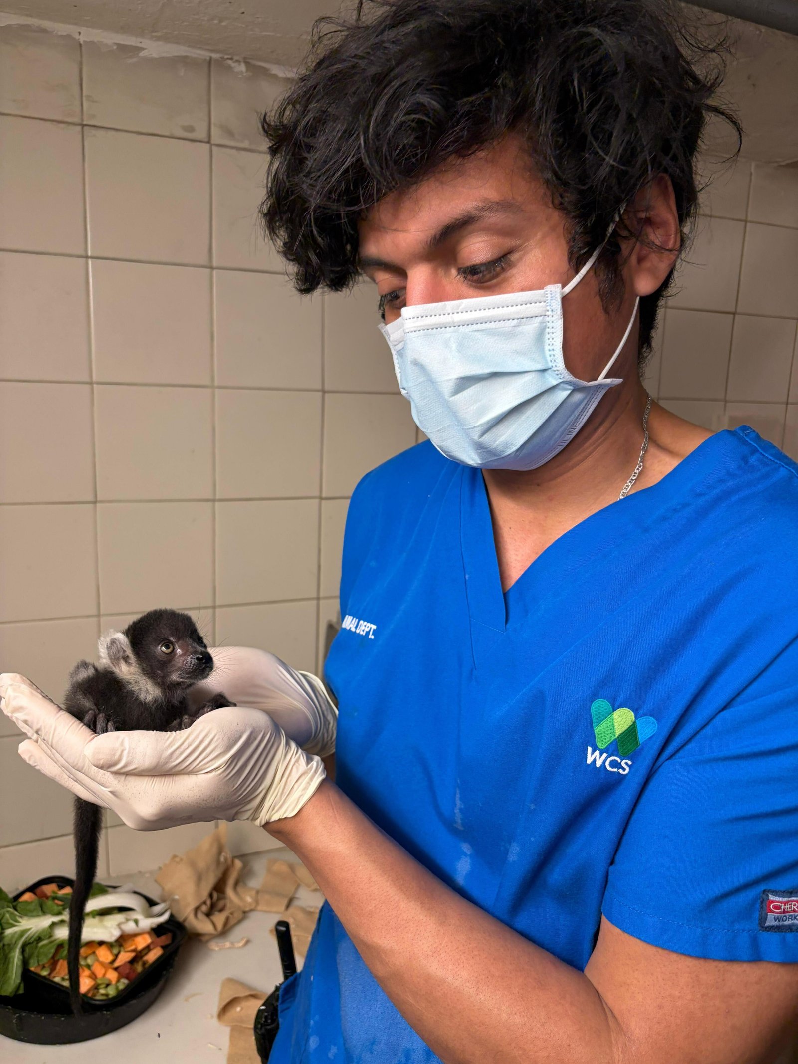 a vet wearing blue scrubs holds a small black and white lemur in a gloved hand