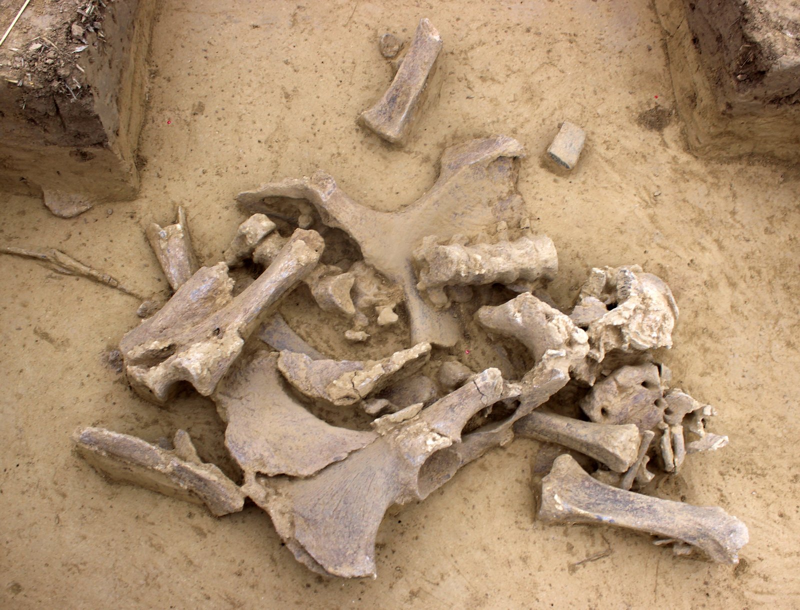 a group of mammoth bones in dirt