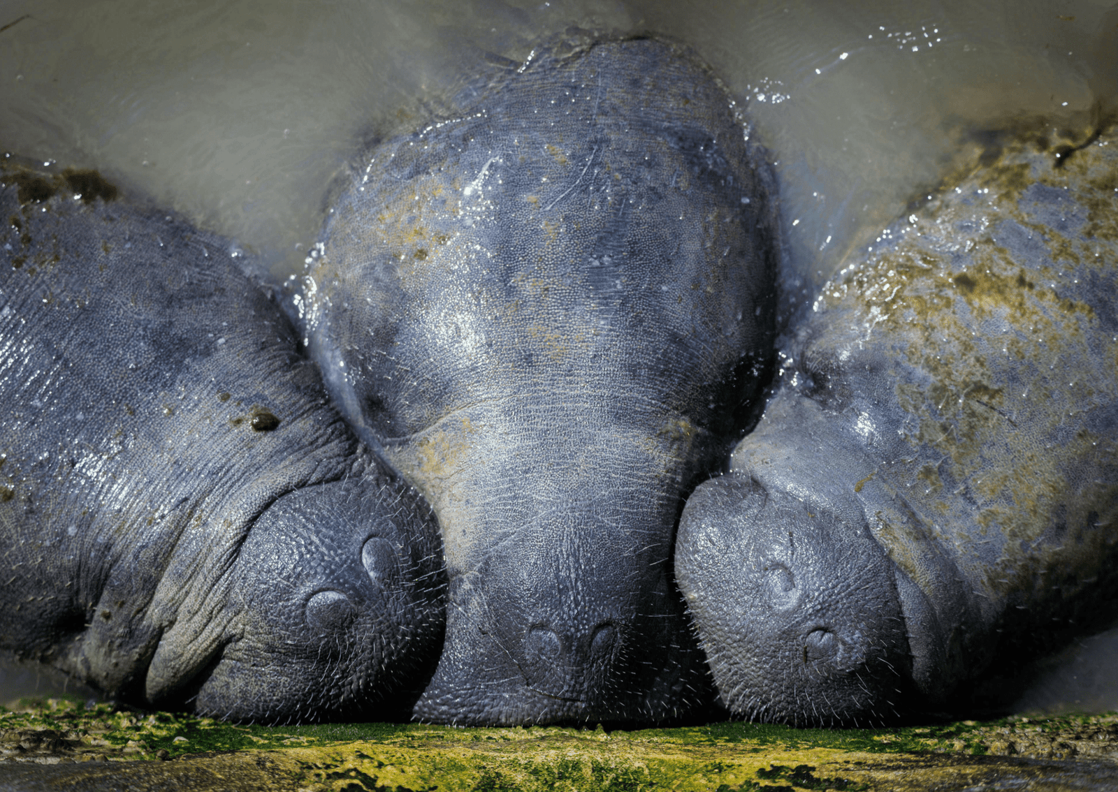 three manatees with their snouts together