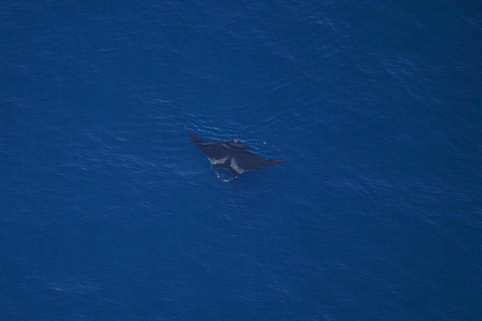 an aerial photo of a manta ray swimming