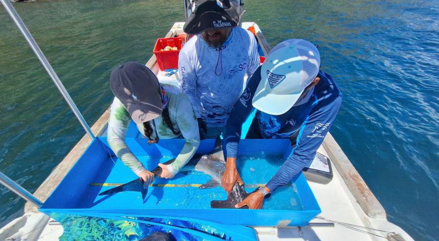 a team of scientists measures a small hammerhead shark. the shark is in a blue box on a boat and is submerged in water