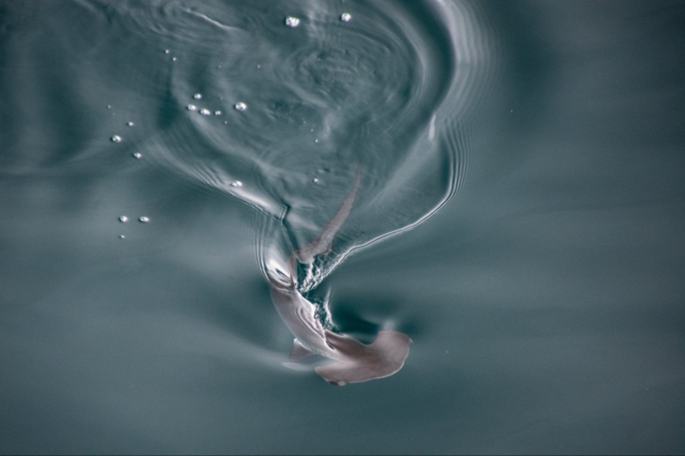 a small hammerhead shark swims near the surface of the ocean