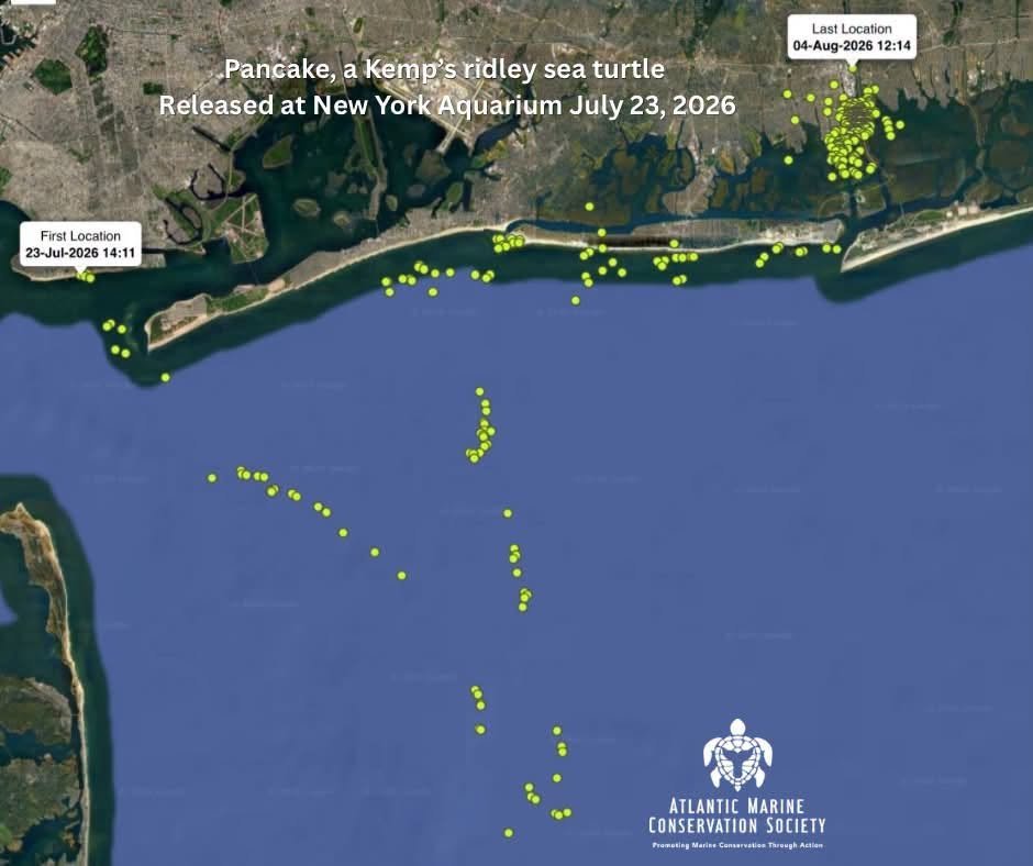 a map of the atlantic ocean near long island, new york and sandy hook, new jersey with yellow dots showing where a turtle has been observed