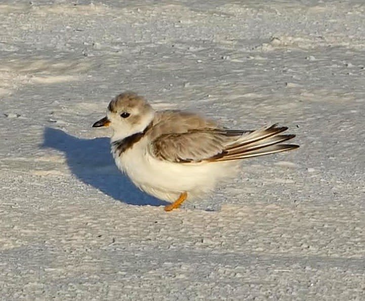 a small shorebird stands on a the beach