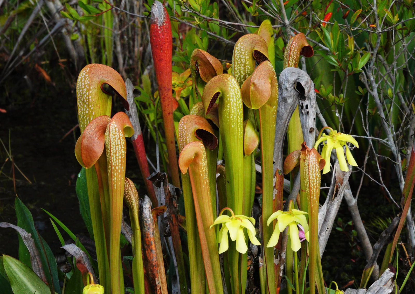 tall plants with cylindrical red flowers growing in a swamp