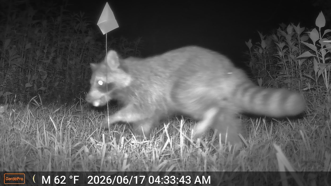 This racoon was caught eating a nest on our trail camera. You can see the turtle egg in its mouth. This image is from fieldwork of a research project investigating survival rates for wild box turtle nests. Photos were taken in May 2026 at an undisclosed field site in rural Virginia.