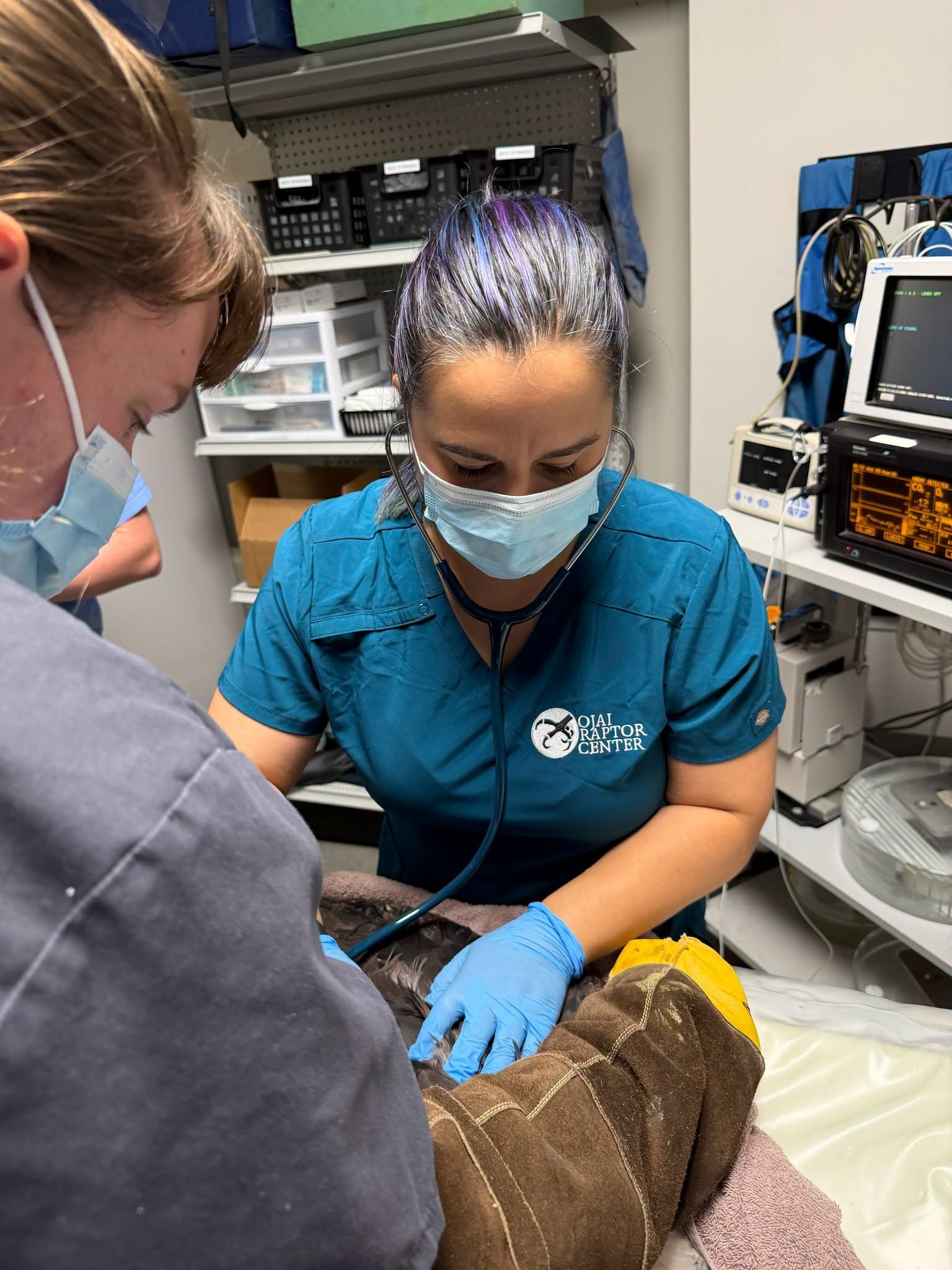 a team of vets examine an eagle