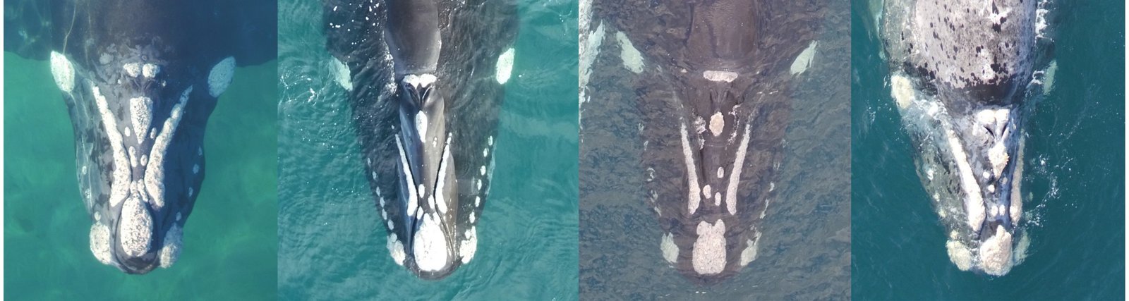 four southern right whales with distinct white patches on their heads