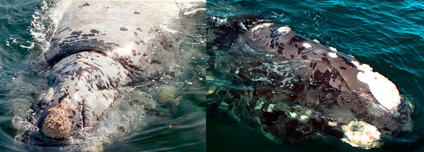 Espuma as a yearling, photographed by captain Rafael Benegas in 1995 (left). Espuma as an adult male photographed during satellite tag deployment by the Siguiendo Ballenas team in 2017 (right). Image: Rafael Benegas (left), Siguiendo Ballenas (right).