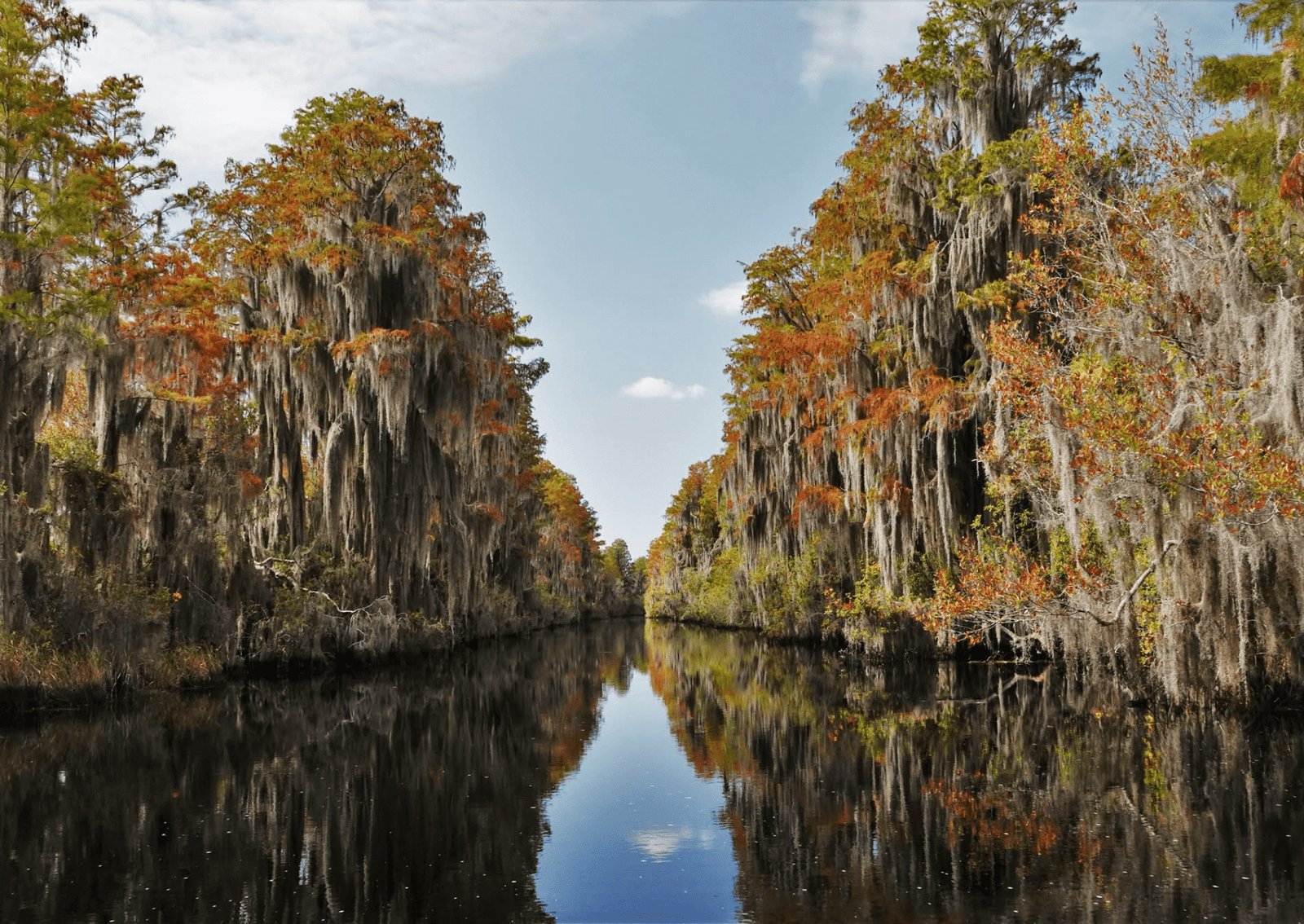 long, wispy spanish moss growing on trees with a river running through