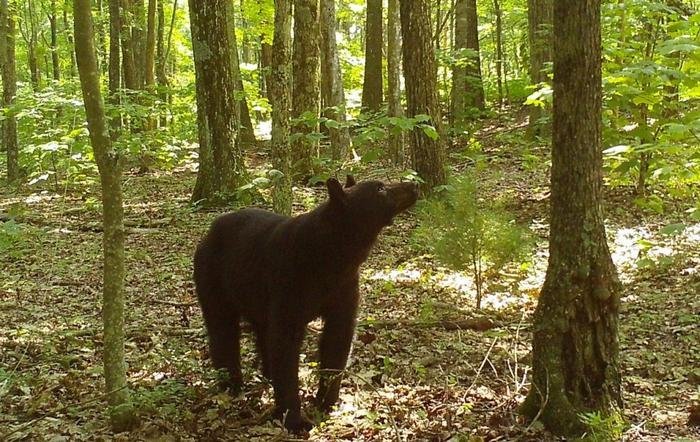 a black bear sniffs a tree