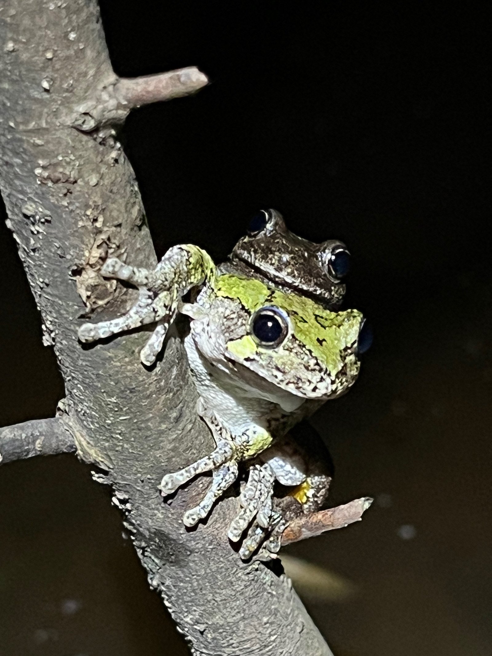 two frogs mating on a tree branch