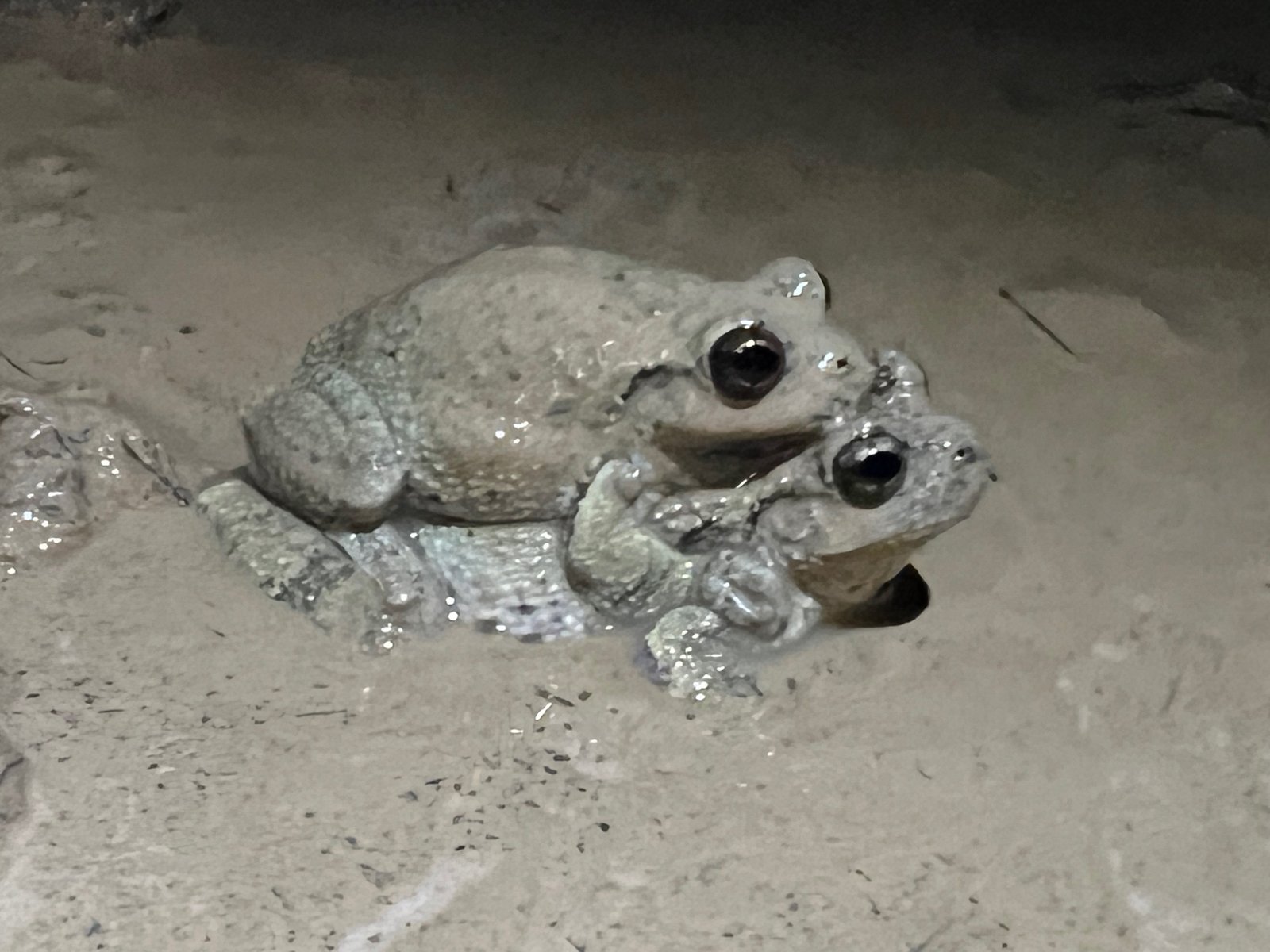 two frogs mating in mud