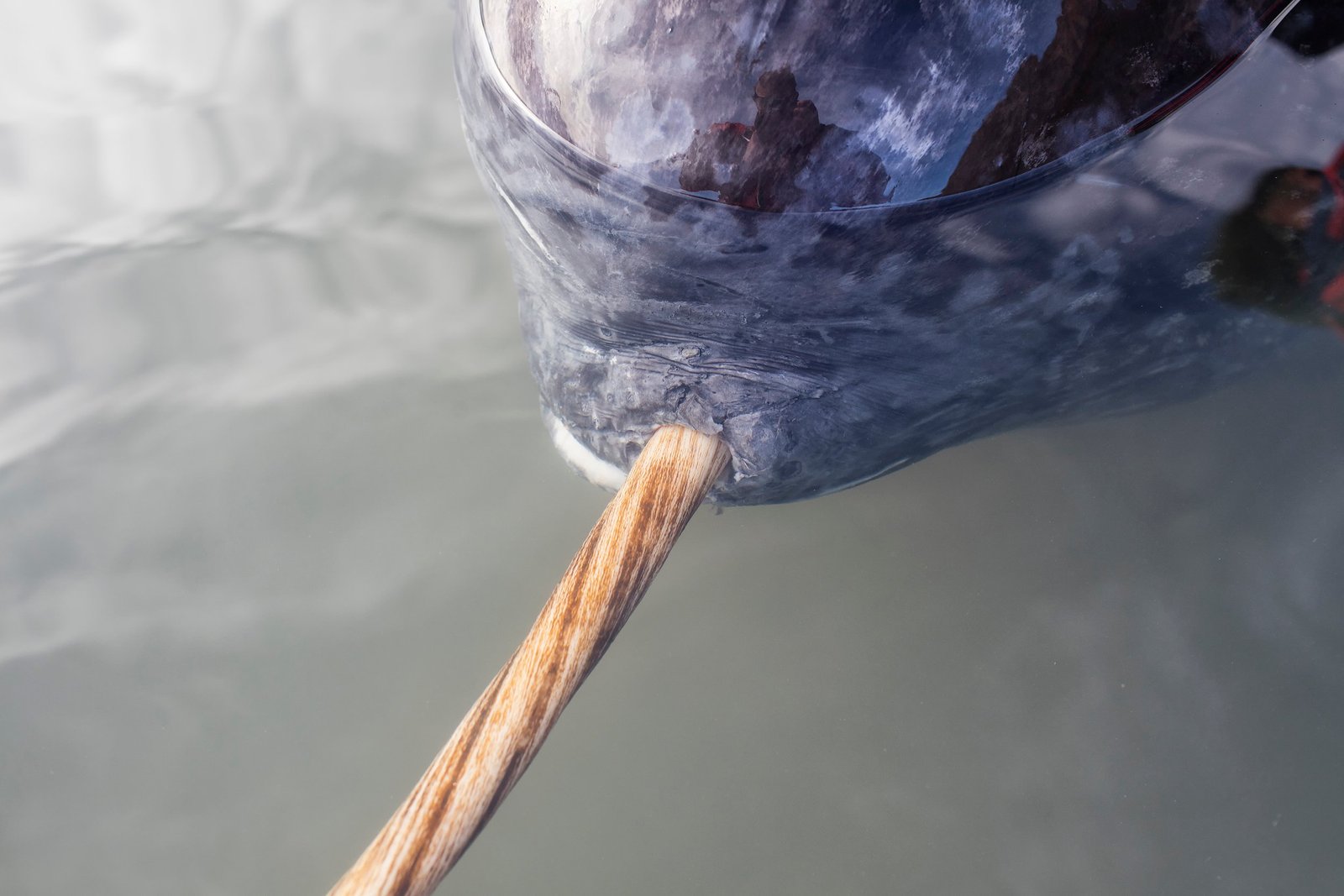 A close up of a narwhals head showing the tusk protruding from the mouth. 