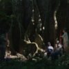 ‘Far From the Trees’ Review: A Richly Contemplative Journey of Physical and Mental Meanderings, Beautifully Combining 4K Digital with Super 16