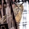 ‘Wild Inside’ Review: The Story of the Central Park Owl Becomes a Moving and Haunting Documentary