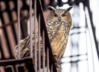 ‘Wild Inside’ Review: The Story of the Central Park Owl Becomes a Moving and Haunting Documentary