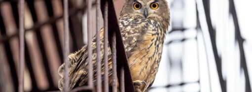 ‘Wild Inside’ Review: The Story of the Central Park Owl Becomes a Moving and Haunting Documentary
