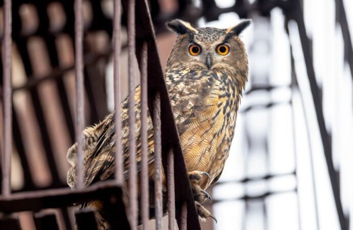 ‘Wild Inside’ Review: The Story of the Central Park Owl Becomes a Moving and Haunting Documentary