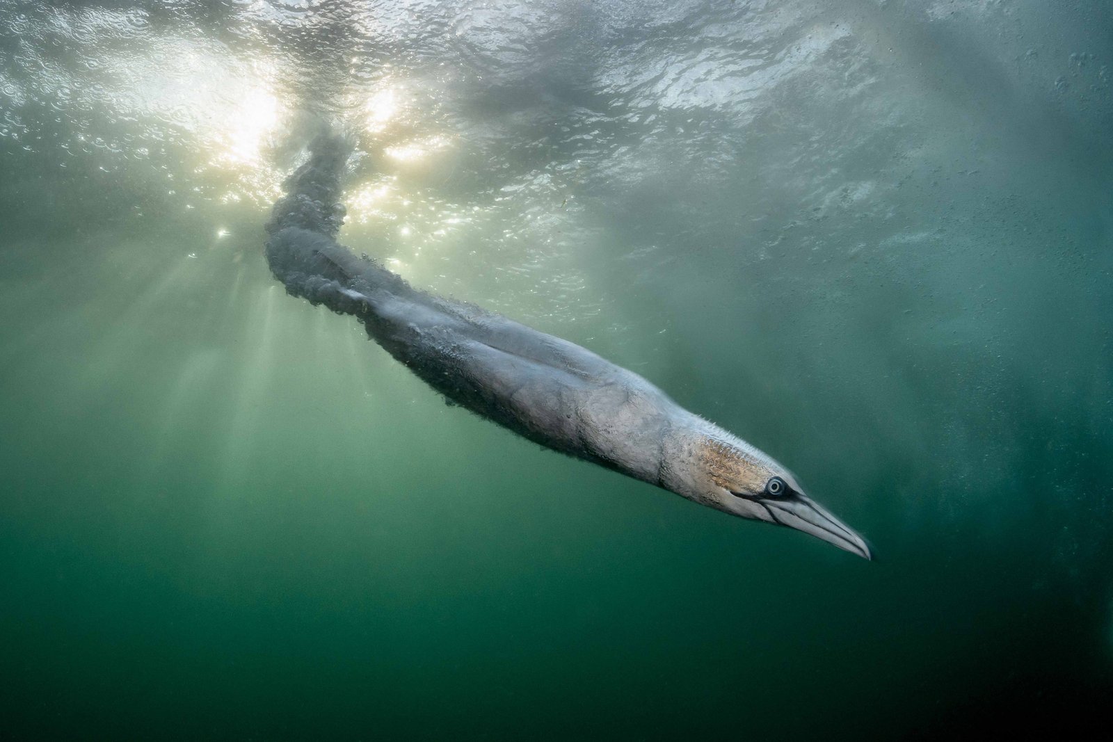 a white seabird with a long pointed beak dives underwater toward the bottom right of the frame, trailing bubbles, as sunlight bursts through the green water behind it
