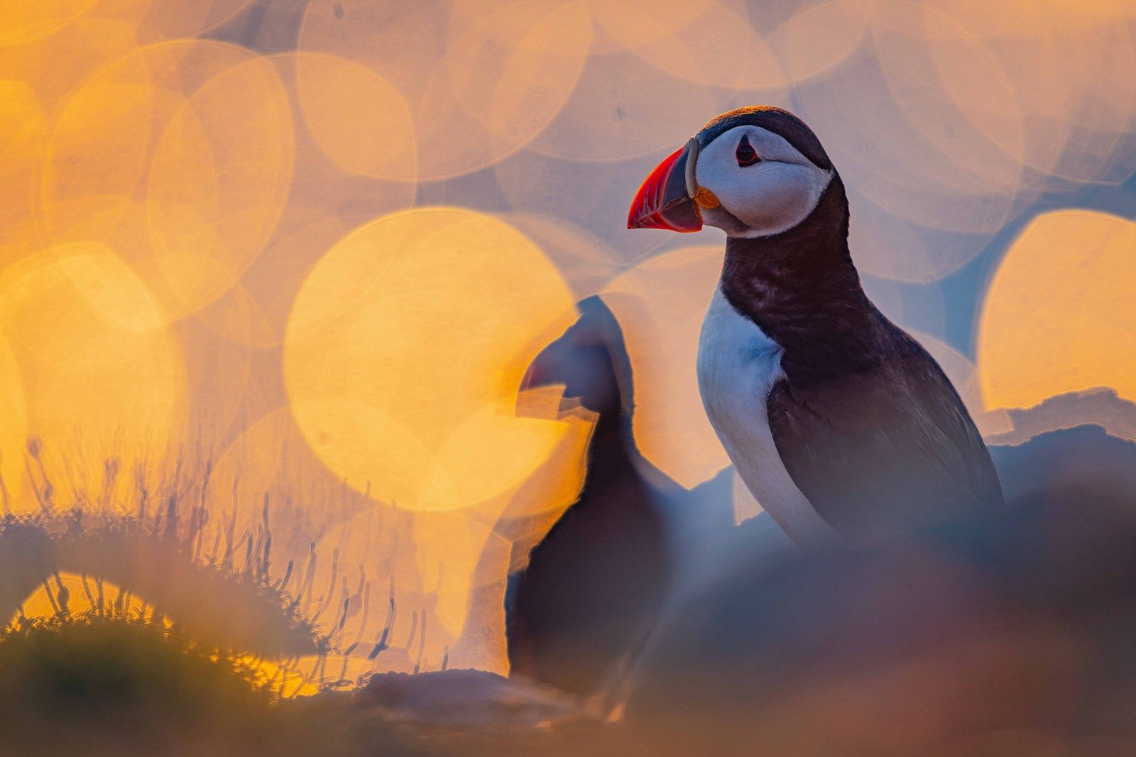 sunset puffin