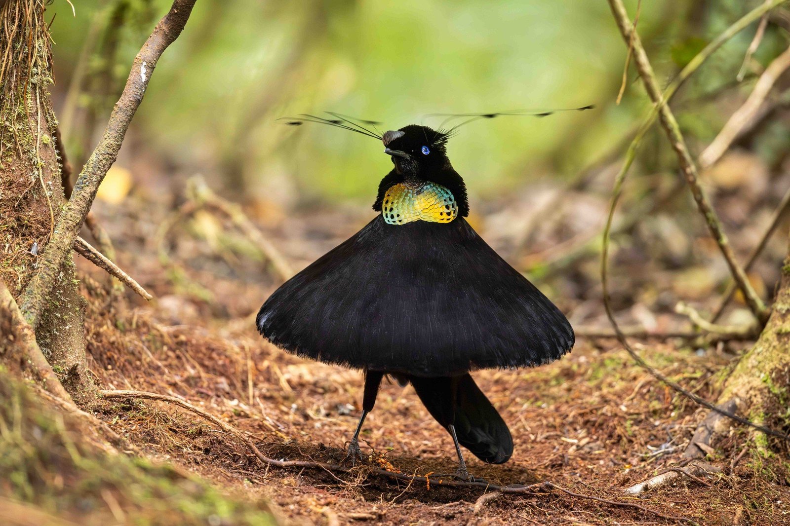 A male Western Parotia dances in the dark rainforest