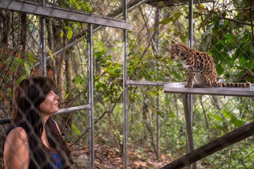 A researcher watches the newly discovered Tilcayo in an enclosure