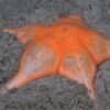 11 vibrant deep-sea creatures shine in new Caribbean expedition