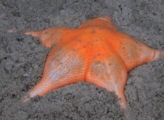 11 vibrant deep-sea creatures shine in new Caribbean expedition