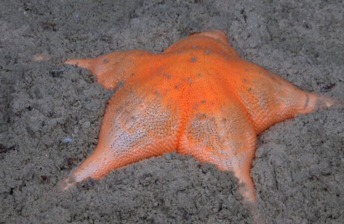 11 vibrant deep-sea creatures shine in new Caribbean expedition