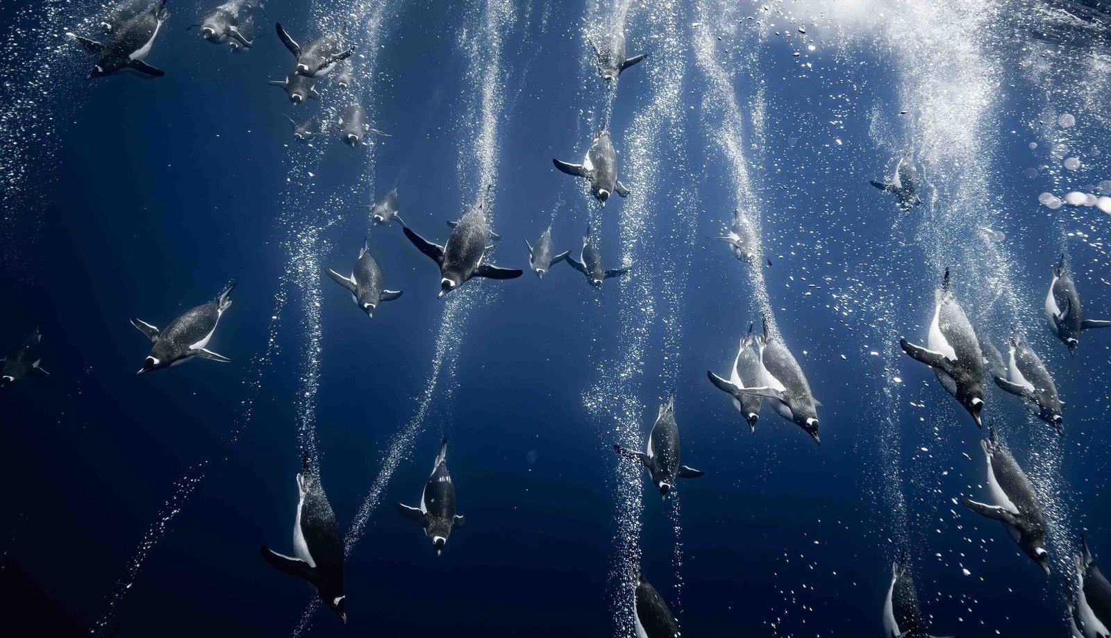 a raft of gentoo penguins