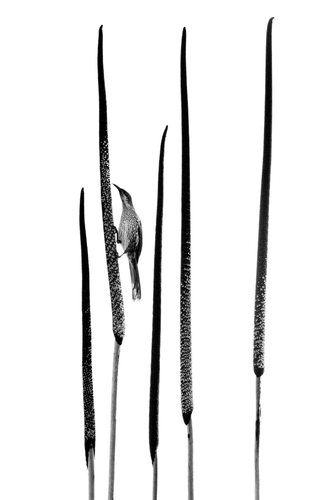 bird on tall thin plants