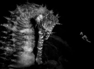 16 splashy and spectacular images from the 2026 Ocean Photographer of the Year awards