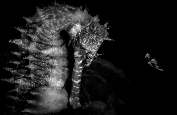 16 splashy and spectacular images from the 2026 Ocean Photographer of the Year awards