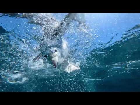 Black-browed albatross thumbnail