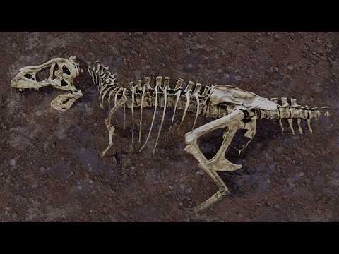 ORNL Neutron Bone Imaging Brings T. Rex to Life thumbnail