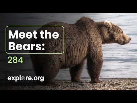 Meet Bear 284 Electra thumbnail