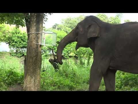 Testing inhibition of an elephant’s previously learned behavior thumbnail