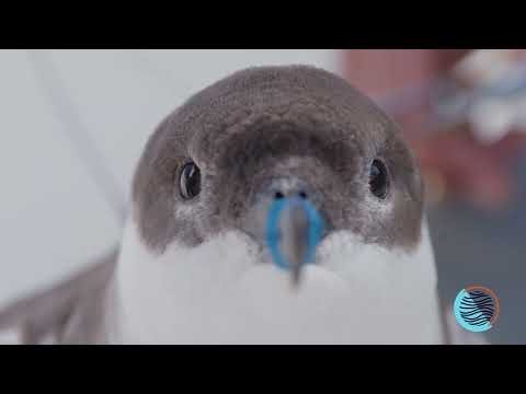 Tagging great shearwaters thumbnail