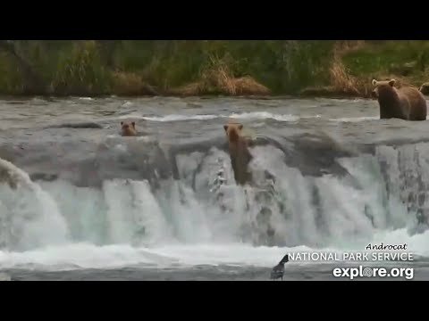 Katmai Bears 9-10-26.  The #224 Cubs Go Over the Falls; Both are OK!  explore.org thumbnail