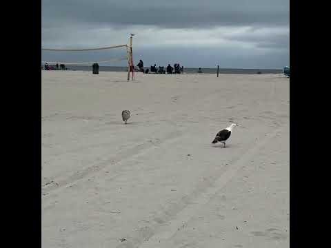 Injured seagull reunites with her baby thumbnail
