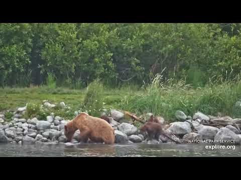 Bear 132’s Missing Spring Cub Has Been Reunited With 132 Family KRV 07/17/2026 explore.org thumbnail