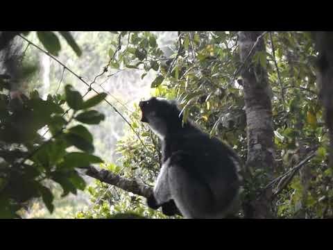 The song of the indri thumbnail