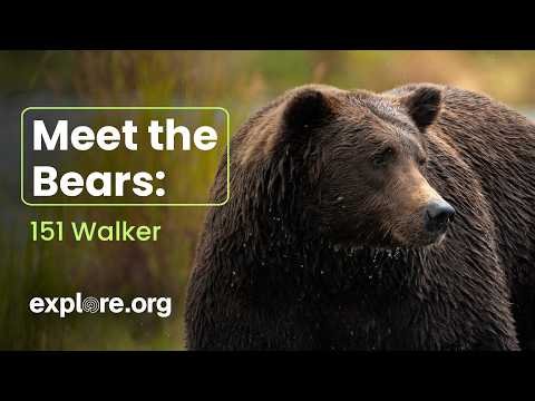 Meet Bear 151 Walker thumbnail