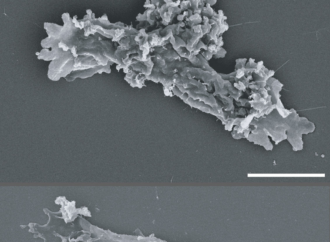NASA-Funded Research Finds Complex Life Defying Record Heat – NASA Science