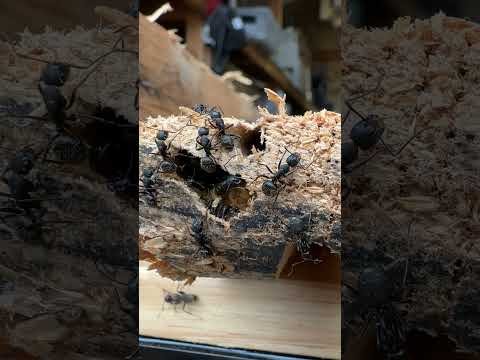 Where You Might Find Carpenter Ants thumbnail