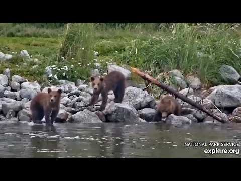 17 Jul 2026: 132's Intrepid Cub Finds Their Family! (explore.org) thumbnail