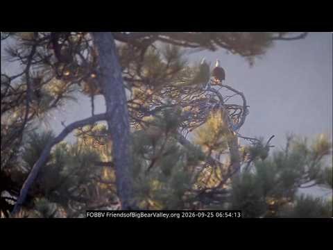 9-25-26 Wings of acquaintance thumbnail