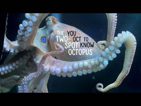 You Oct to Know the Two-spot Octopus thumbnail